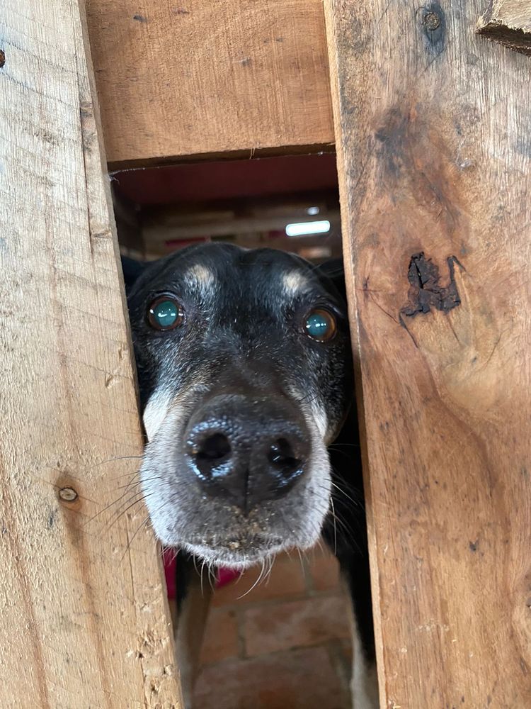 Cão