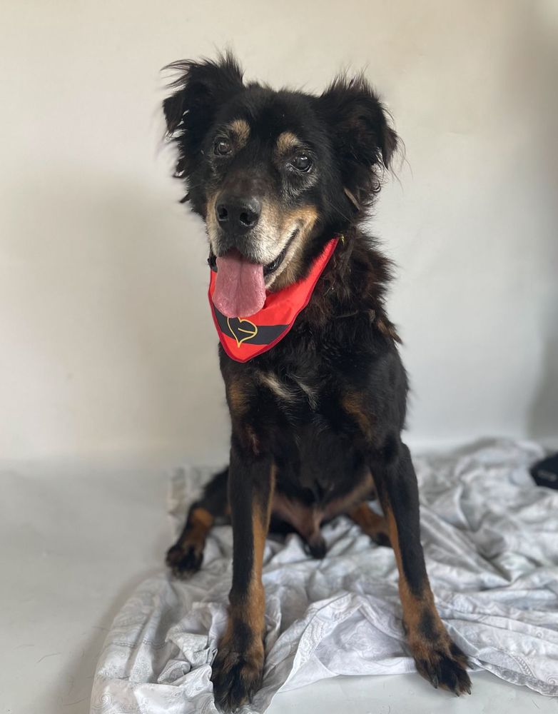 Cão