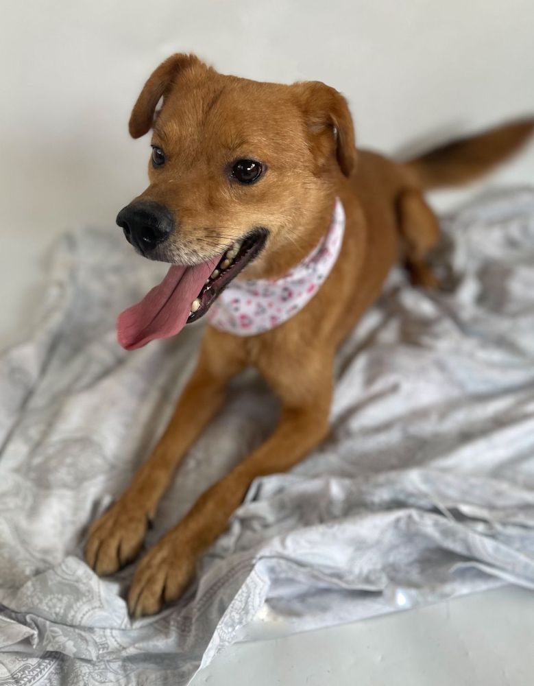 Cão