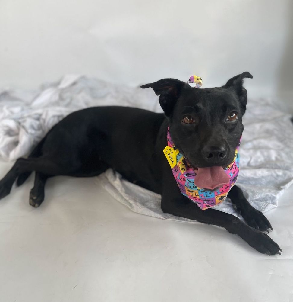 Cão