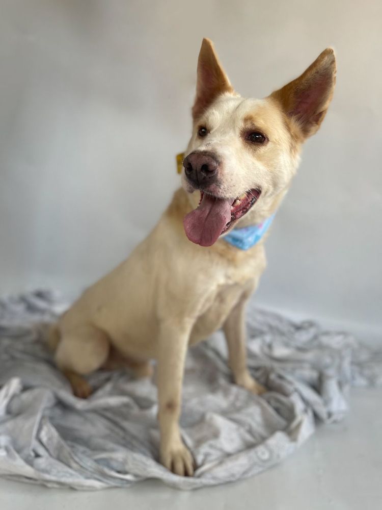 Cão