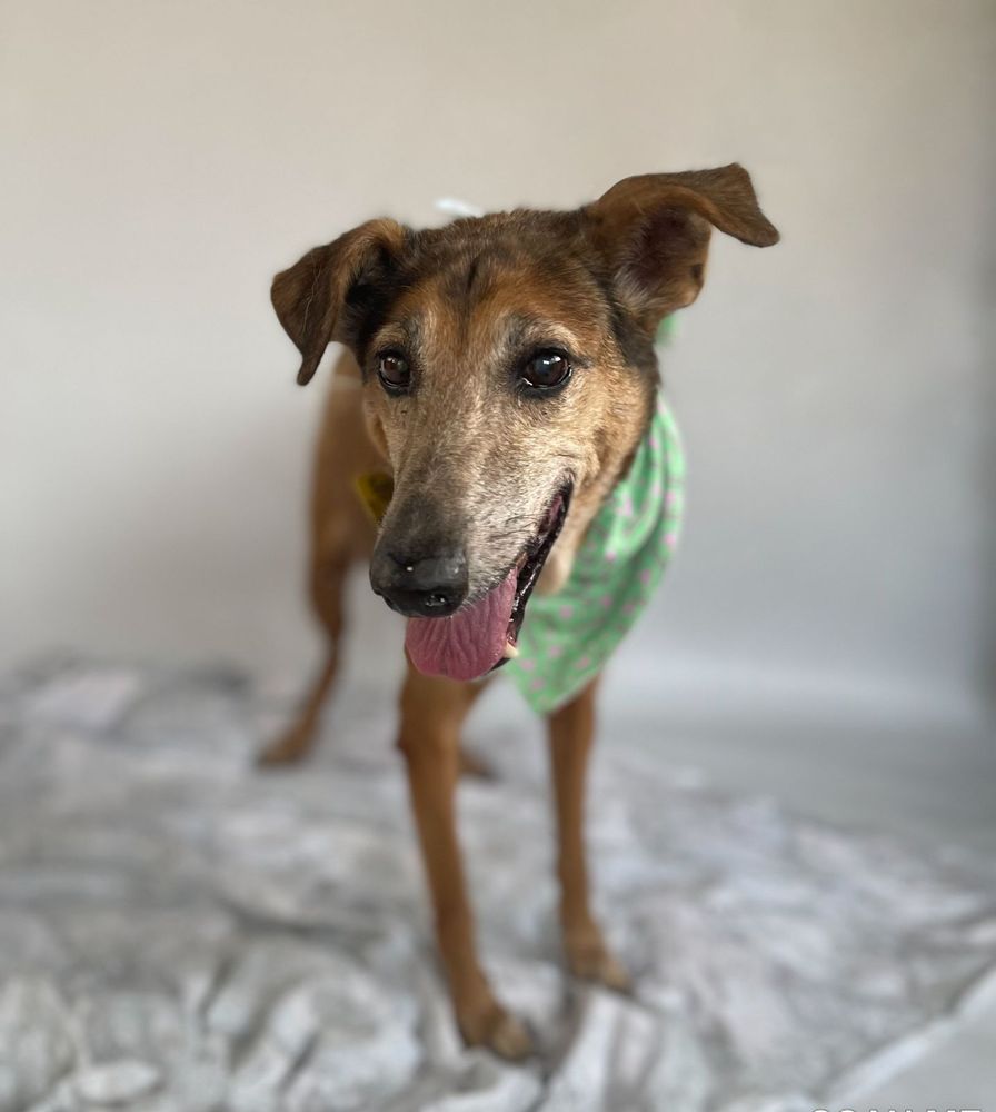 Cão