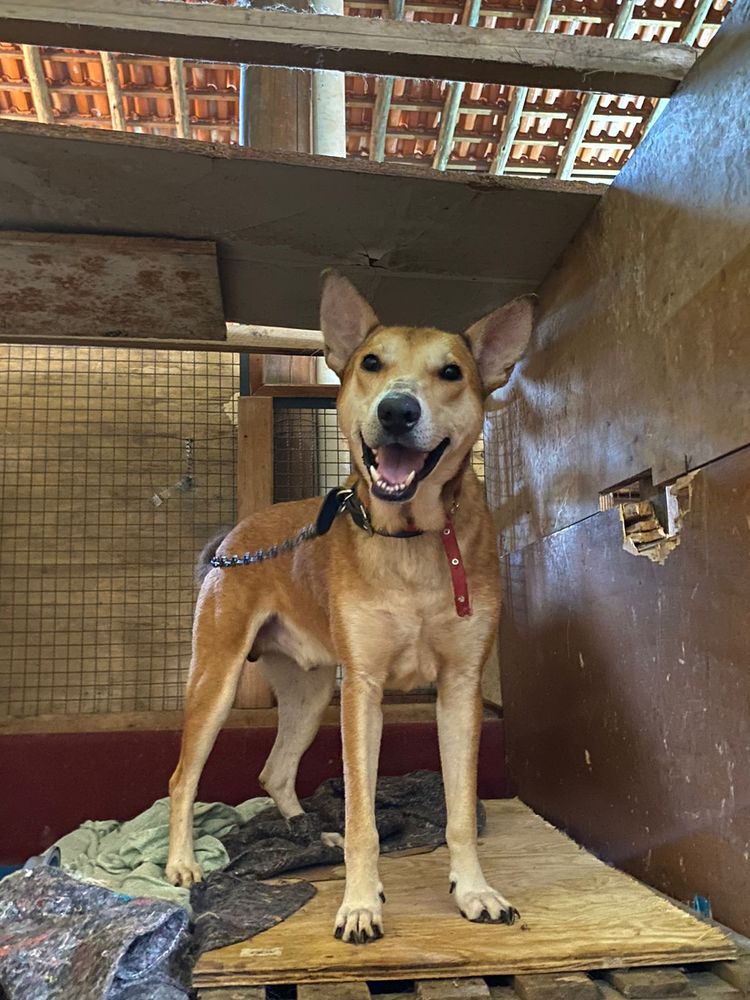 Cão