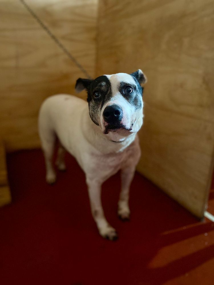 Cão