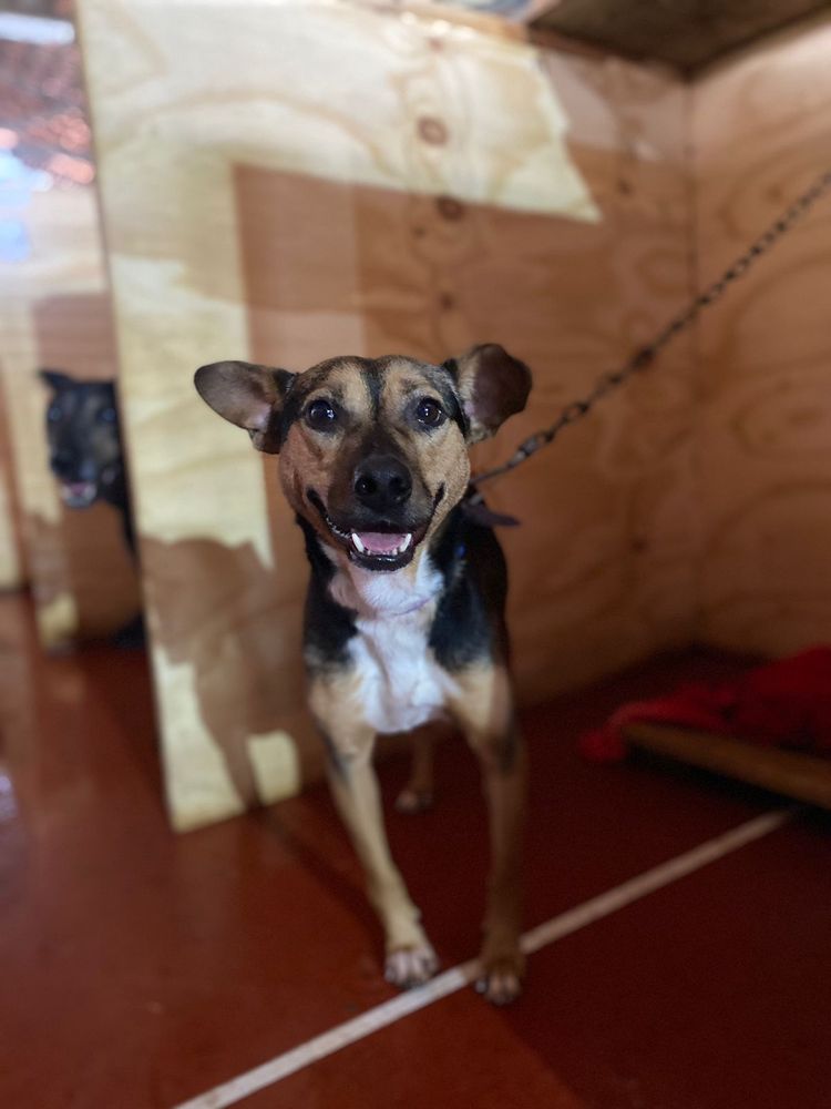 Cão