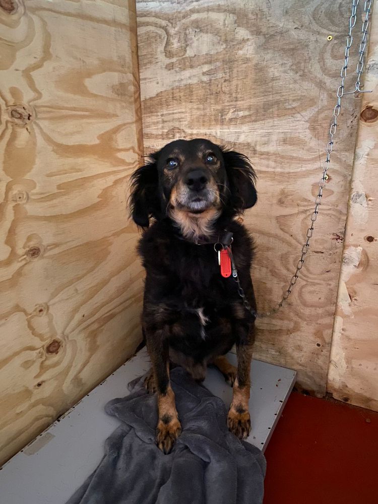 Cão