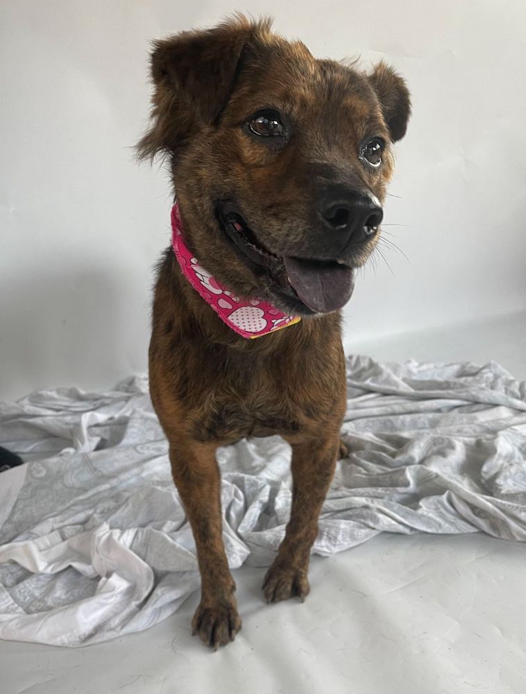 Cão