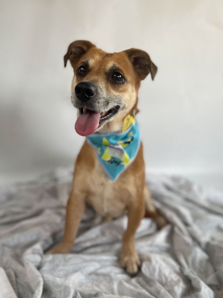 Cão