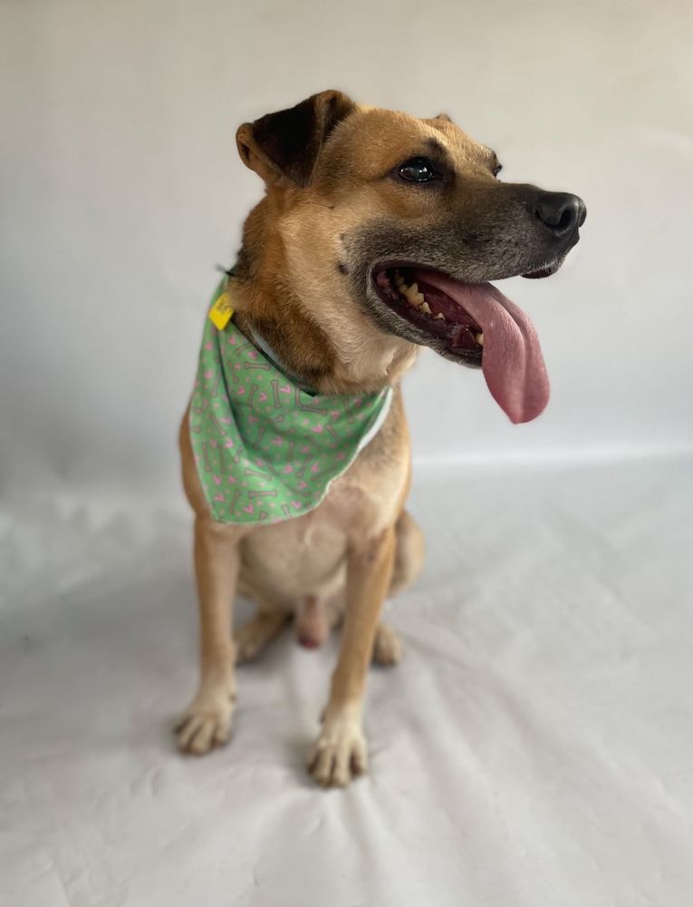 Cão