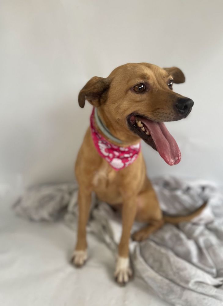 Cão