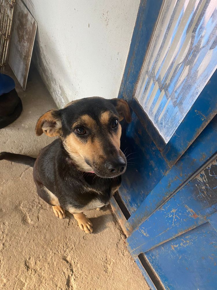 Cão