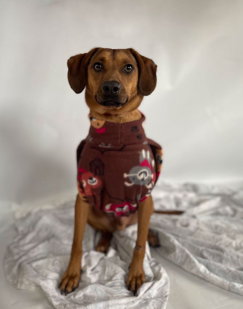 Cão