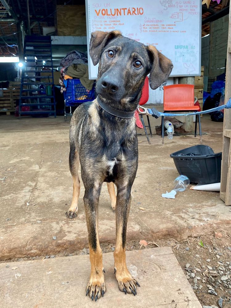 Cão