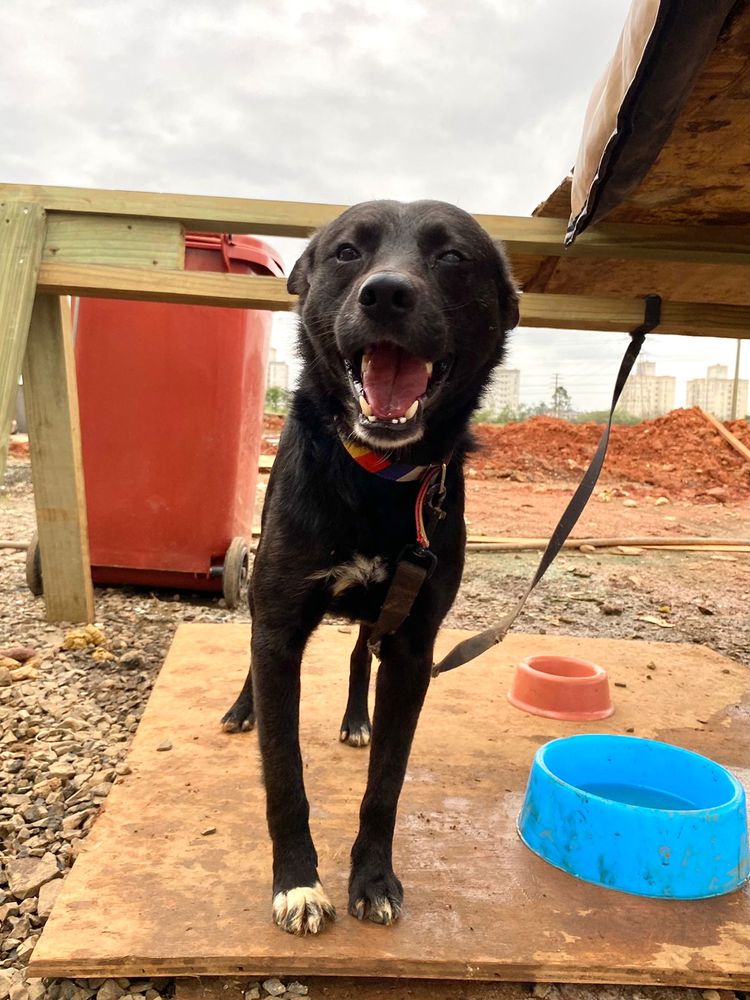 Cão