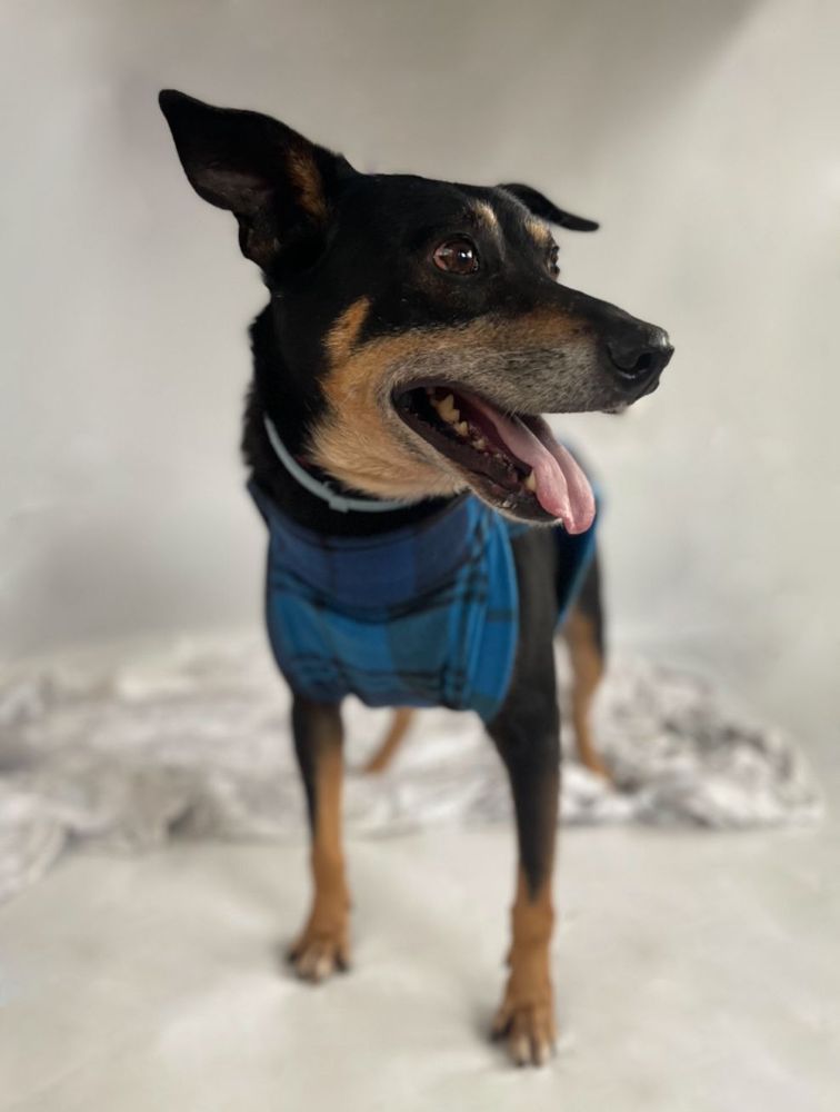 Cão