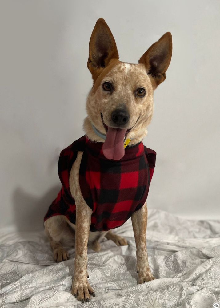 Cão