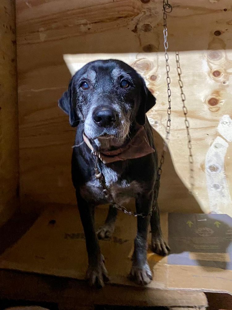 Cão