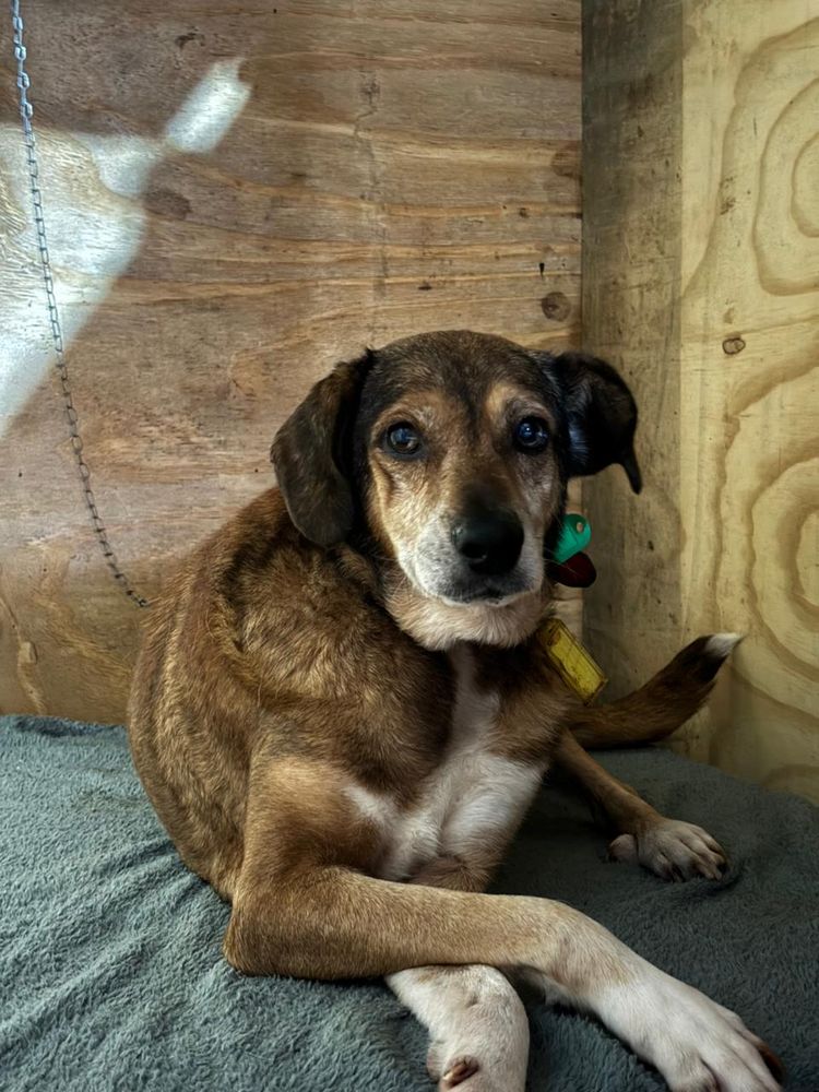 Cão