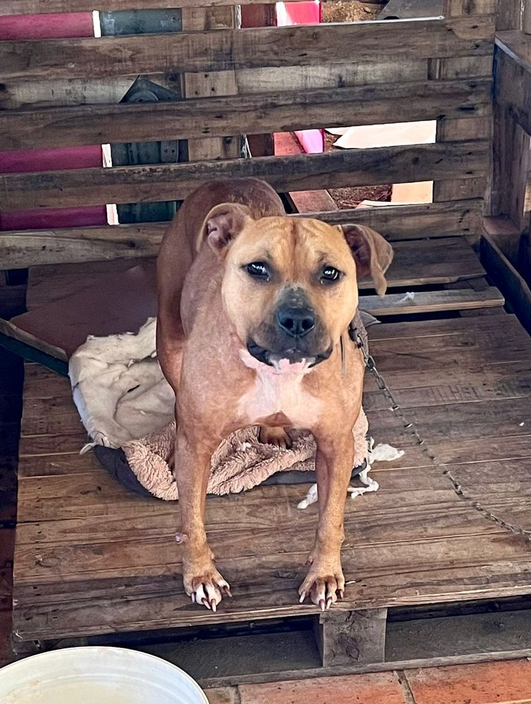 Cão