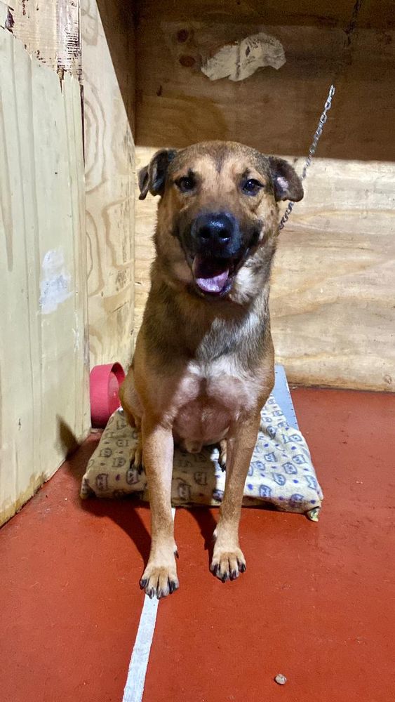 Cão