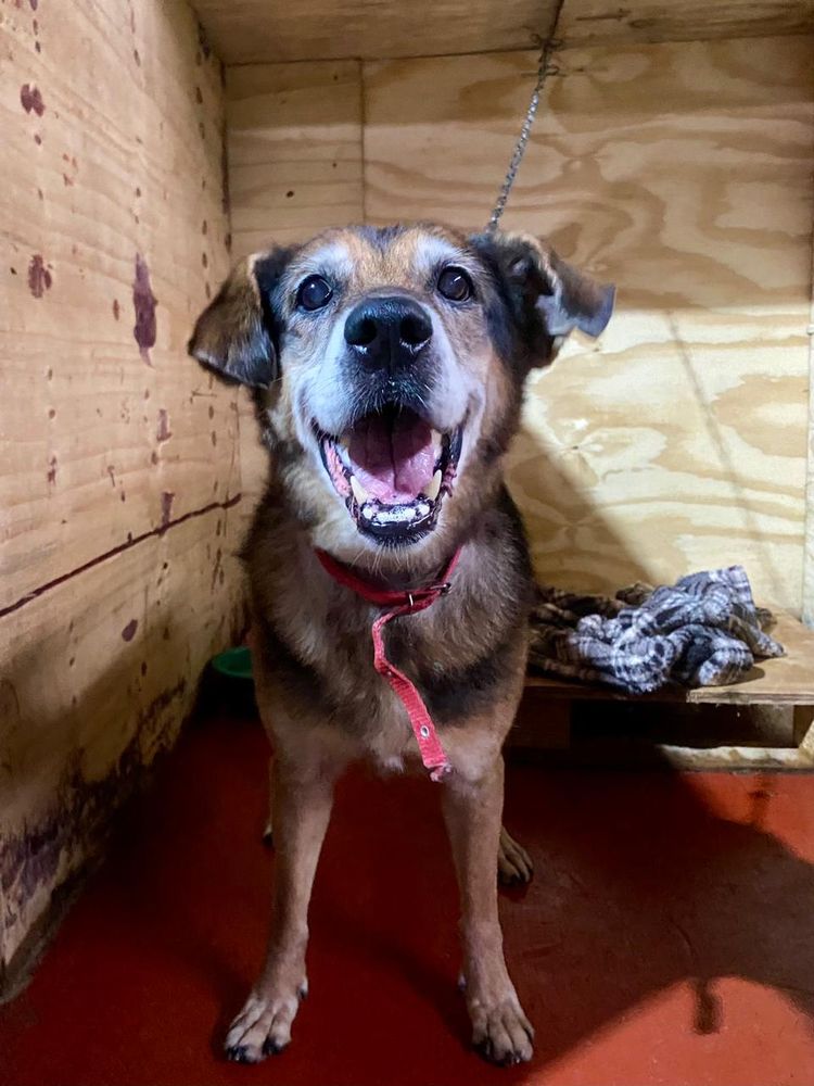 Cão