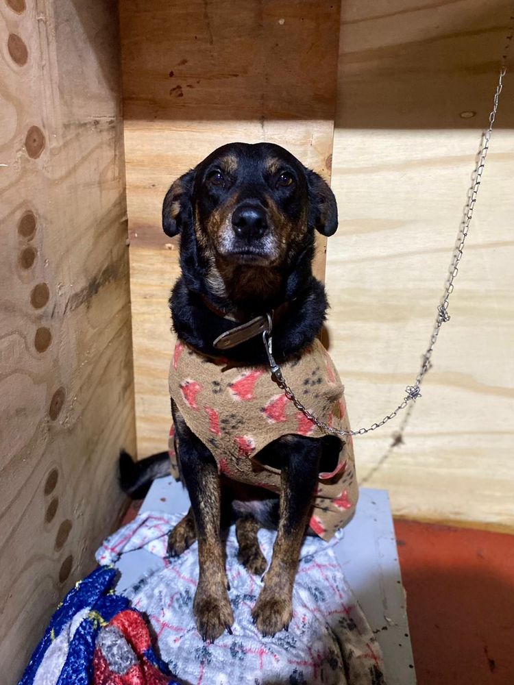 Cão