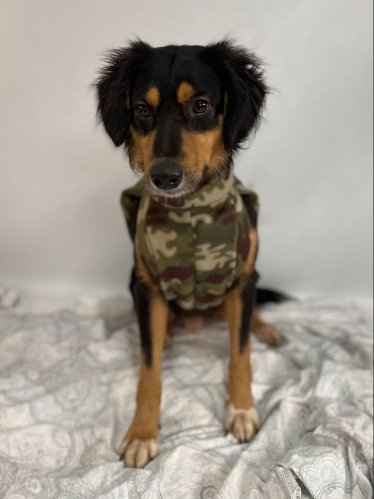 Cão