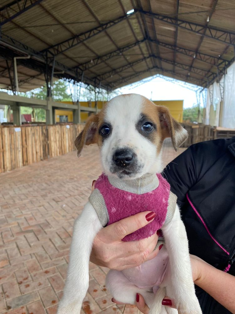 Cão