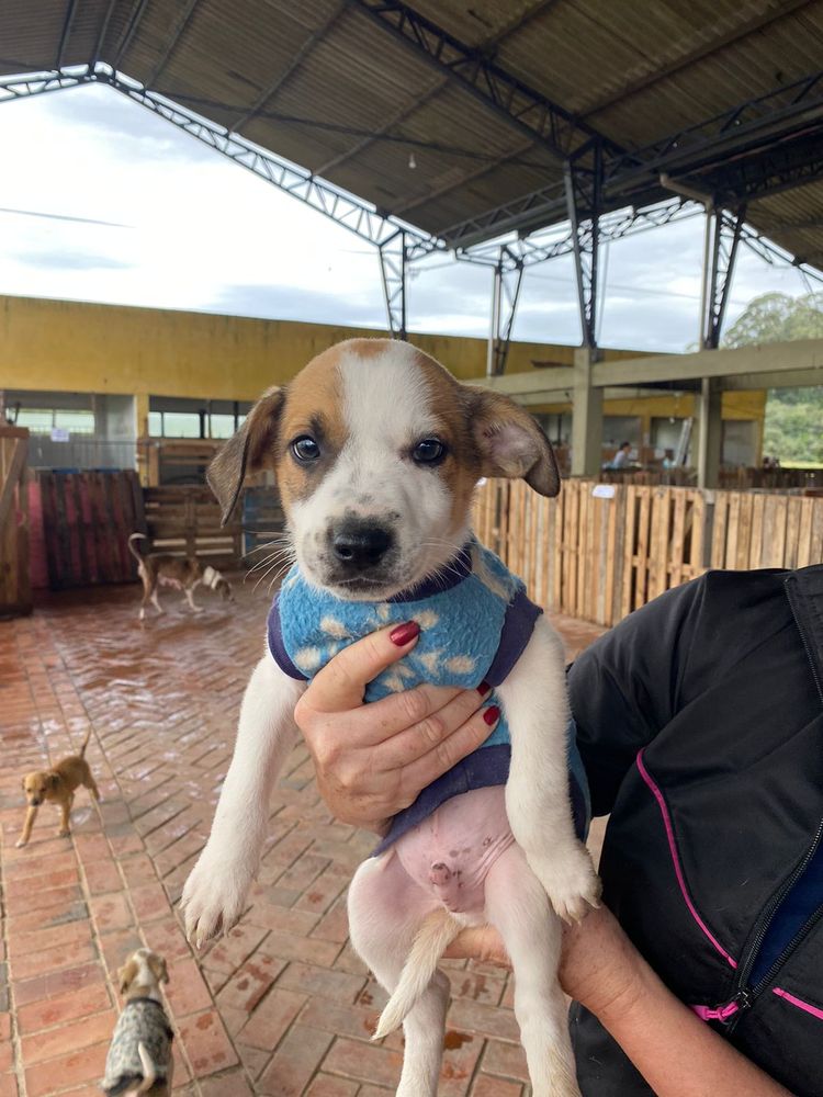 Cão