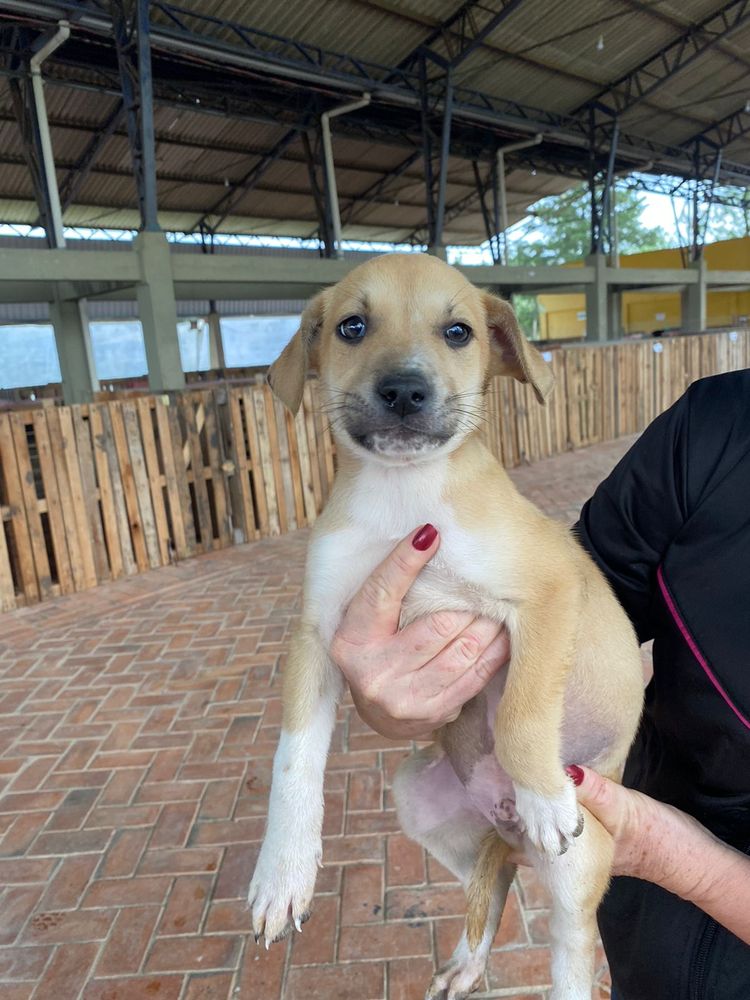 Cão