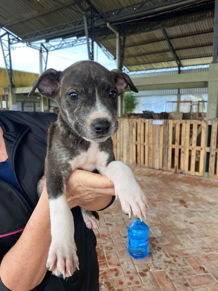 Cão