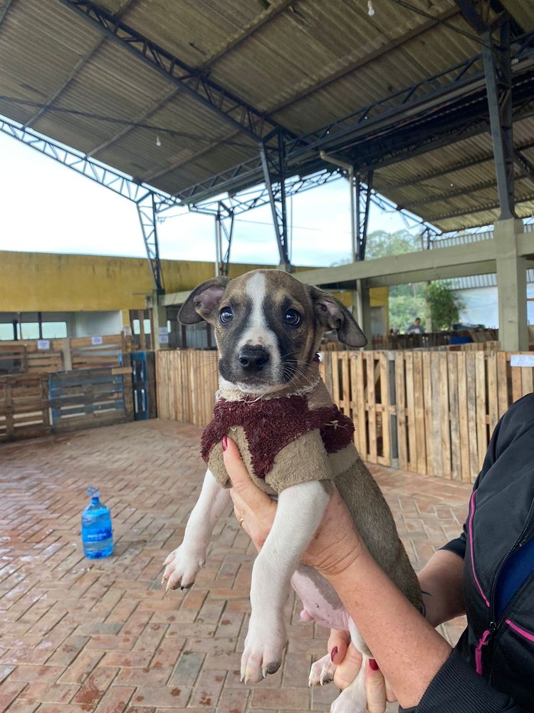Cão
