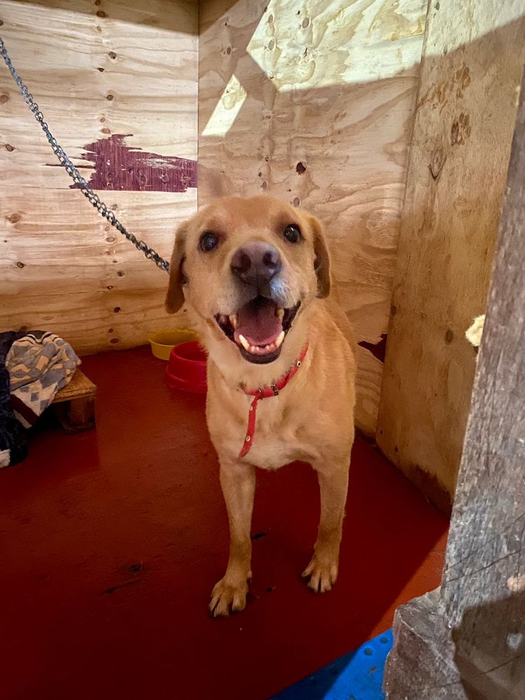 Cão