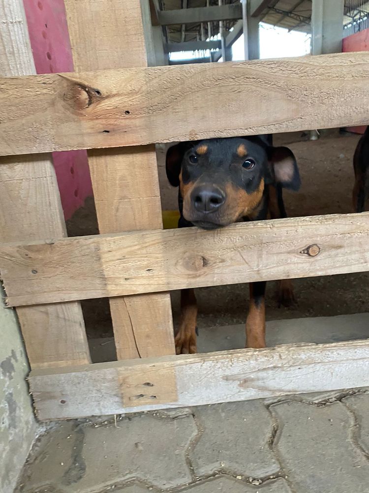 Cão
