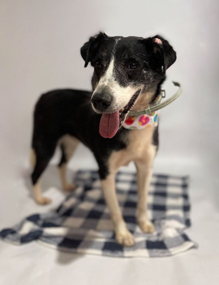 Cão