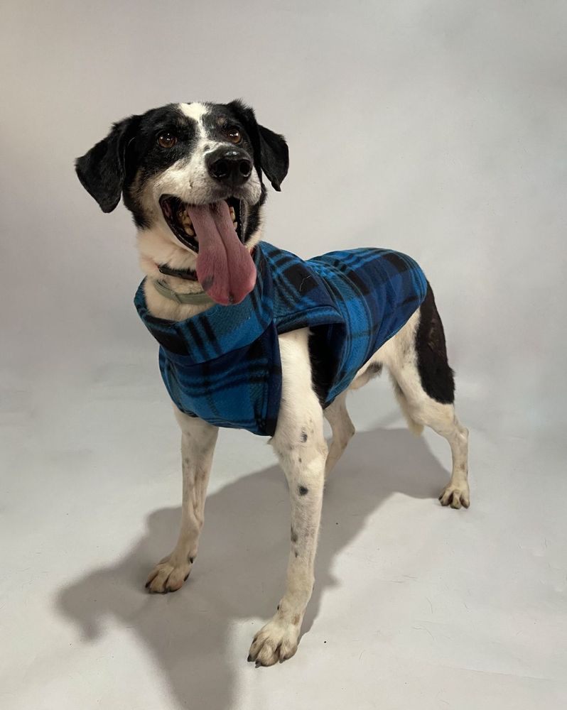 Cão