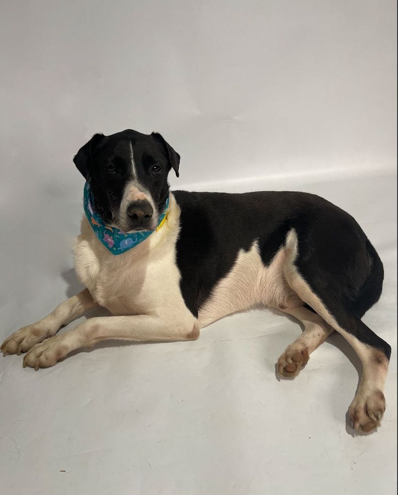 Cão