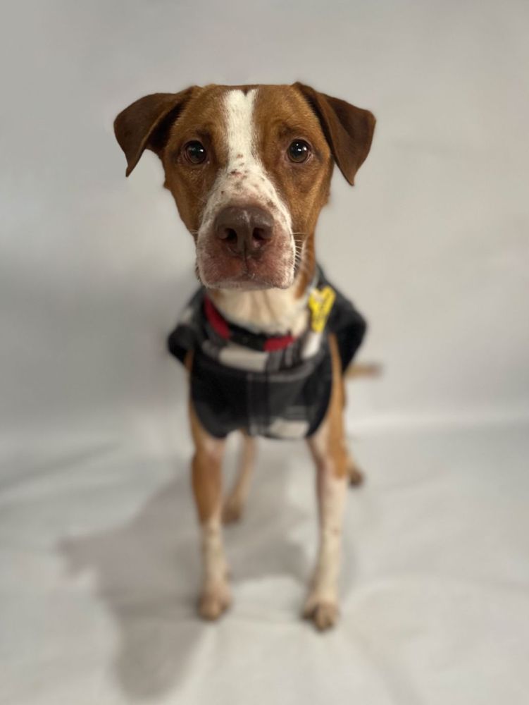 Cão