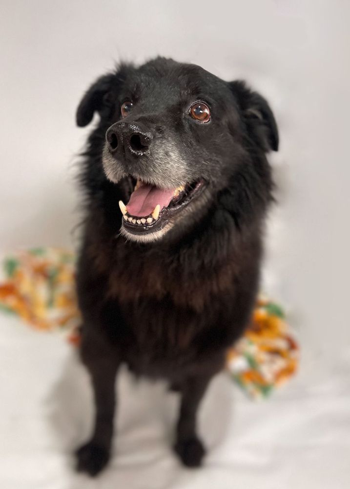 Cão