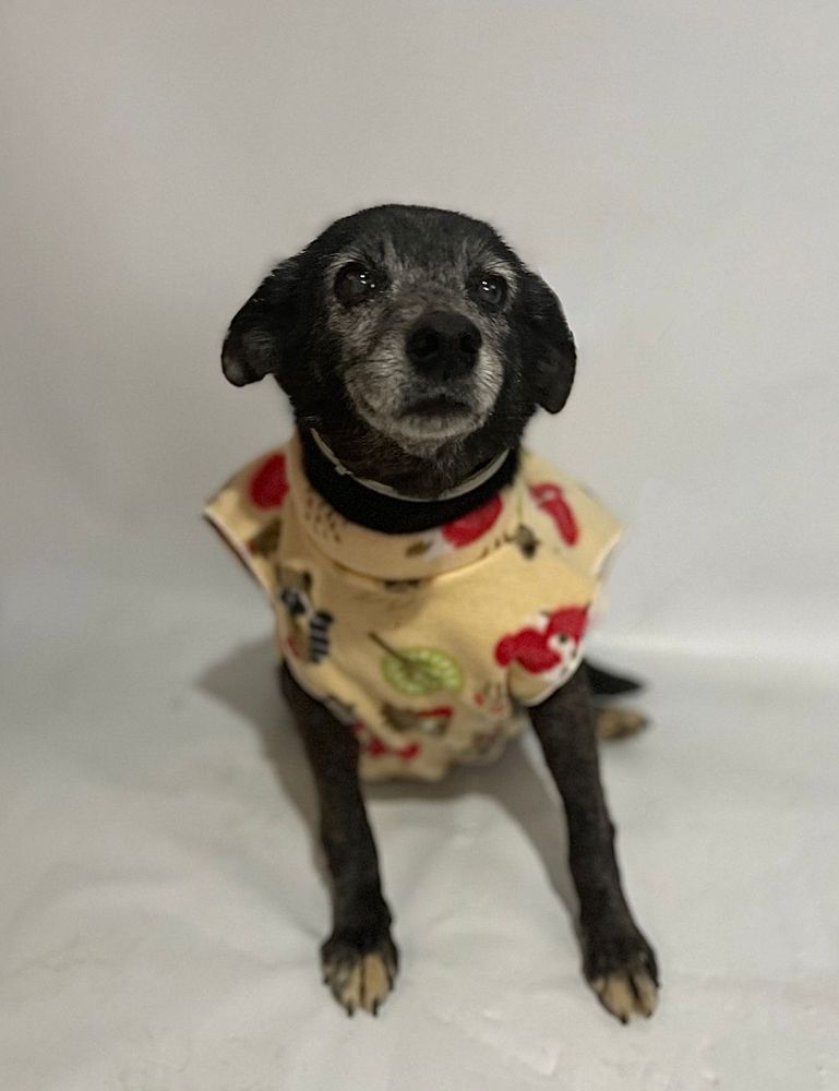 Cão
