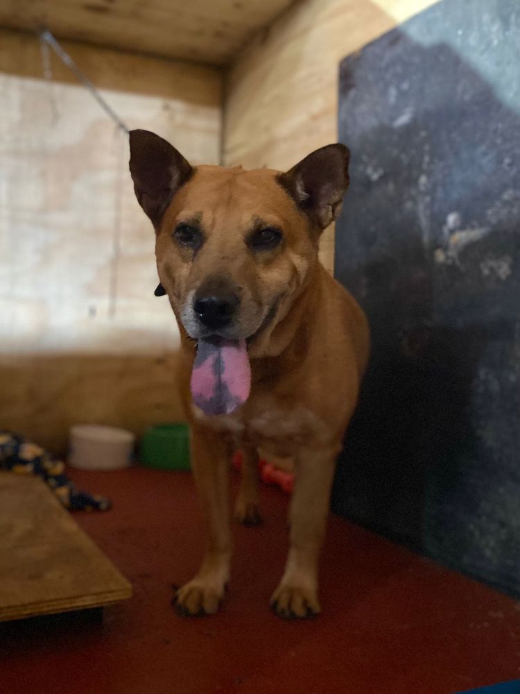 Cão