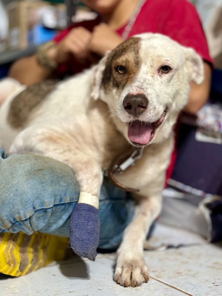 Cão
