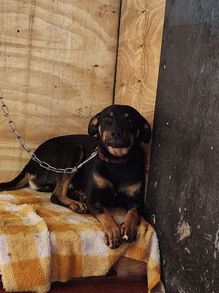 Cão