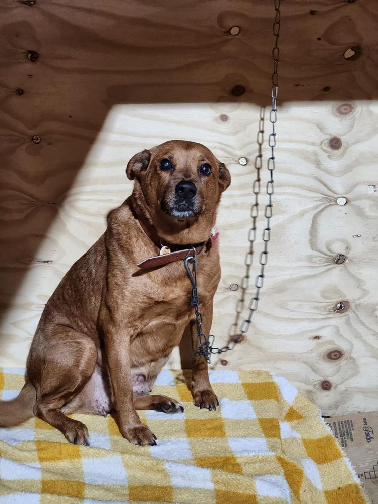 Cão