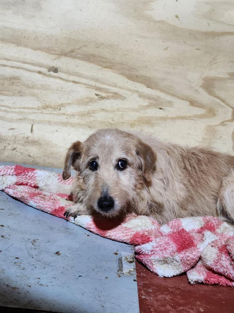 Cão