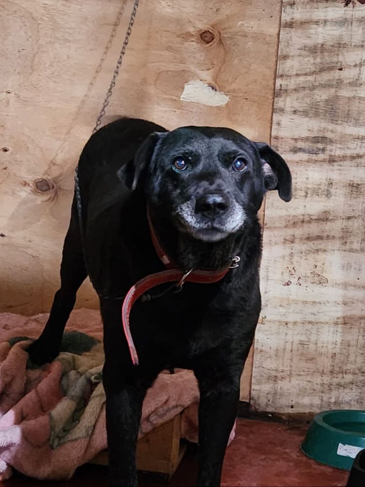 Cão