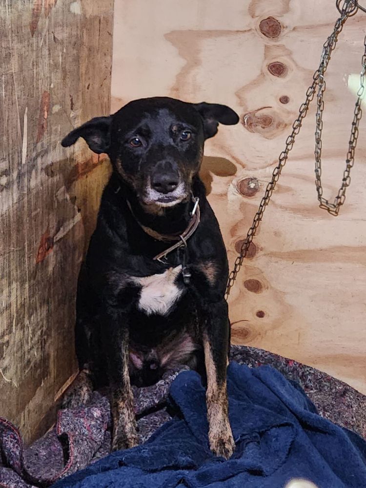 Cão
