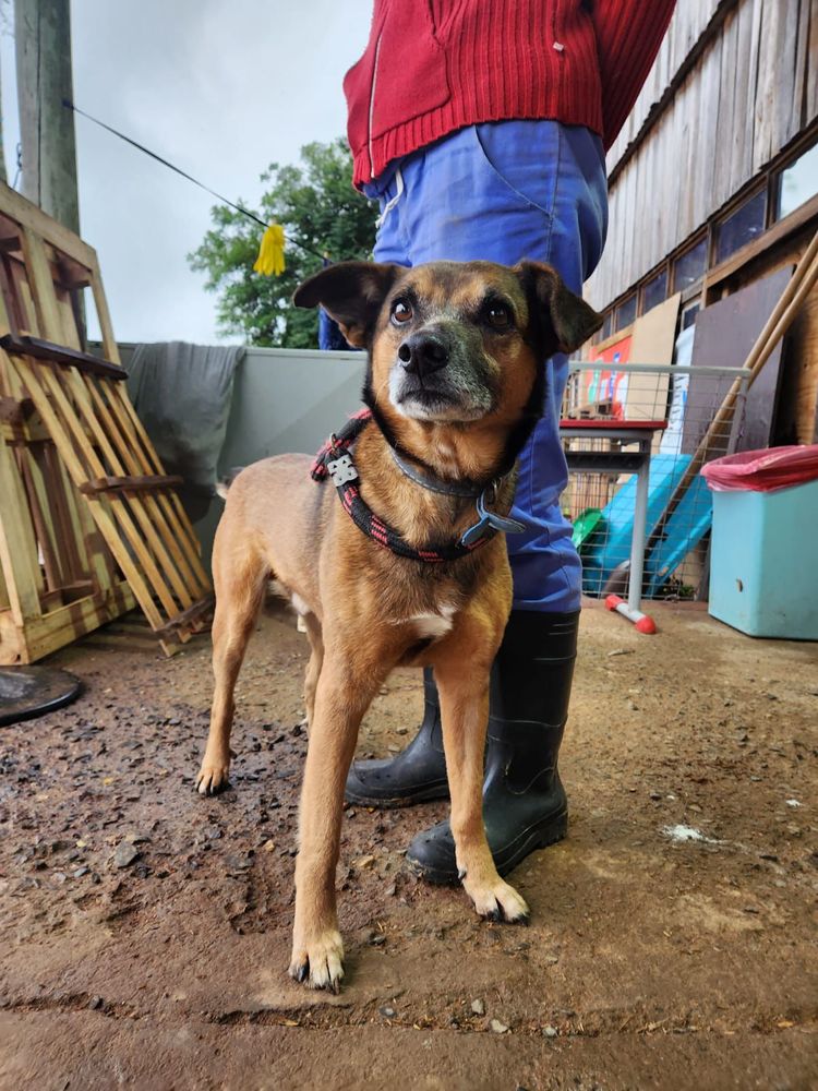 Cão