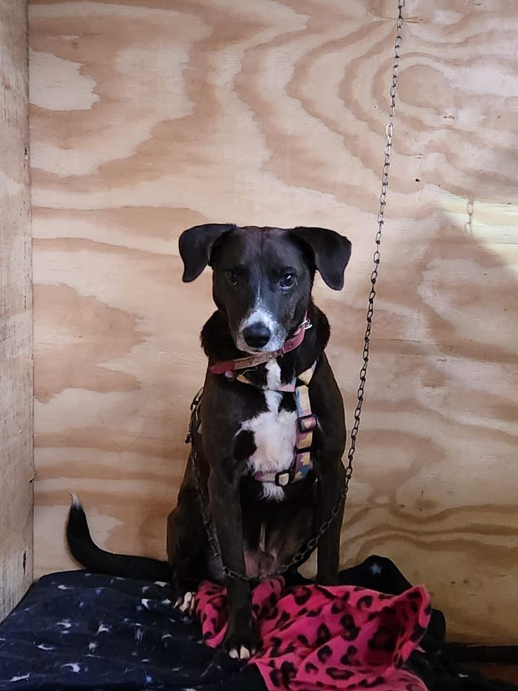 Cão