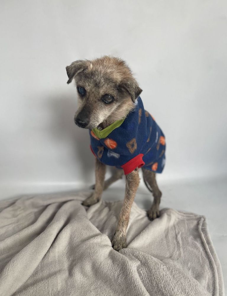 Cão